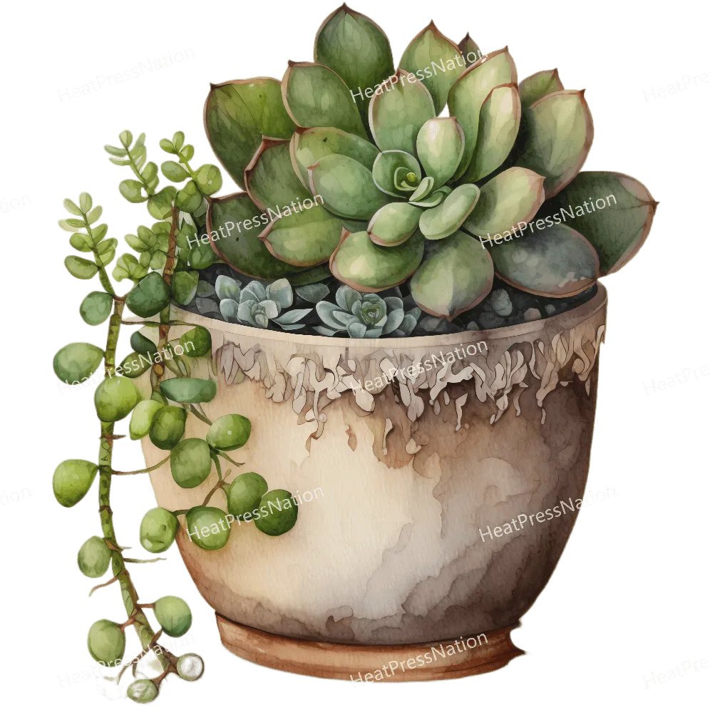 Succulents Growing Design